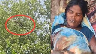 पेड़ पर चढ़ा तेंदुआ और तेंदुए के हमले में घायल रामावतीर