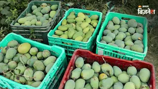 जापान ने भारतीय आम के आयात पर लगाई रोक (सांकेतिक तस्वीर)