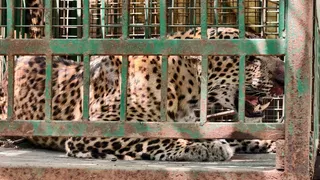 बढ़ापुर के गांव चौहड़वाला में पिंजरे में कैद गुलदार। सौ. वन विभाग