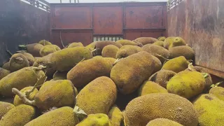 कटहल के नीचे रखा था गांजा। (जागरण)
