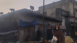 मुरसान के बाजार में गुरुवार को बंदरों की टोली ने बाजार में जमकर उत्पात मचाया।