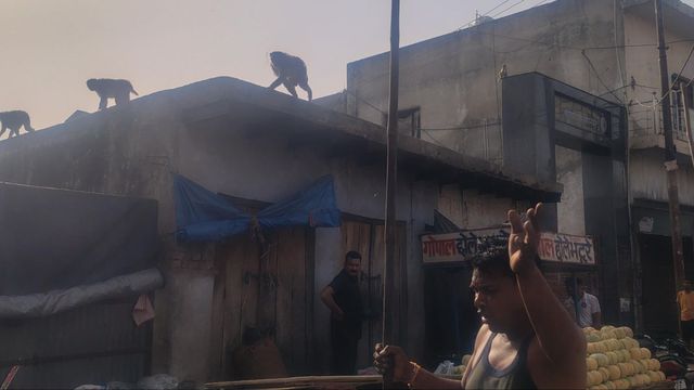 बंदरों की सेना ने बोला हमला, जान बचाने को दुकानें छोड़ भागे दुकानदार; मुरसान के बाजार में मची भगदड़
