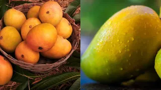 भारतीय आमों पर जापान सख्त पेस्ट कंट्रोल में गड़बड़ी मिलने के बाद आयात बंद (फाइल फोटो)