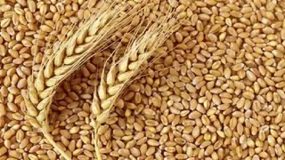 मध्य प्रदेश में गेहूं खरीदी का नया कीर्तिमान