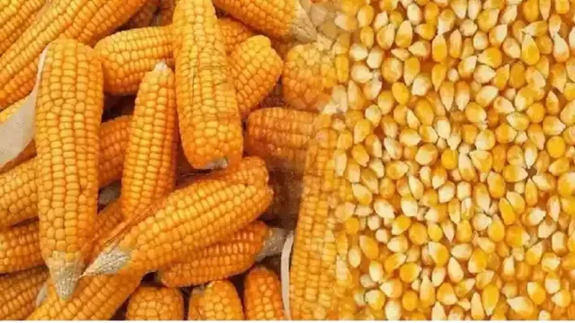सोनभद्र बनेगा मक्का उत्पादन का हब, एथेनॉल इंडस्ट्री को मिलेगी रफ्तार
