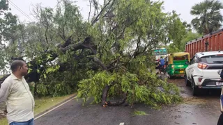आरा-सासाराम स्टेट हाइवे पर गिरा पेड़। जागरण