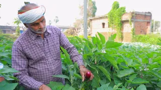 अपने खेत में किसान सुरेंद्र सिंह। जागरण