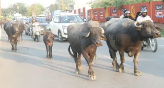 नौकायन रोड पर भैसों के अतिक्रमण के कारण लगा जाम। जागरण