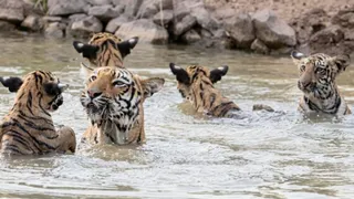 दुधवा के वॉटर होल में मस्ती करता दिखा बाघों का कुनबा।