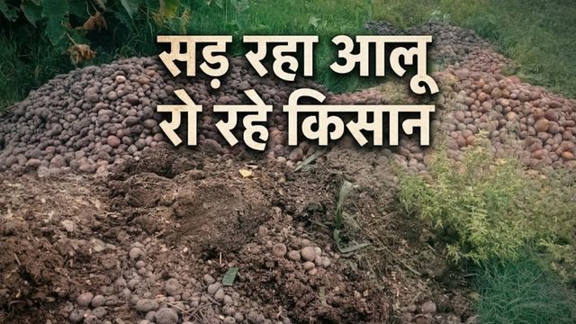 मुजफ्फरपुर में आलू किसानों की बर्बादी: खरीदार नहीं, फसल सड़ रही, लागत निकालना मुश्किल
