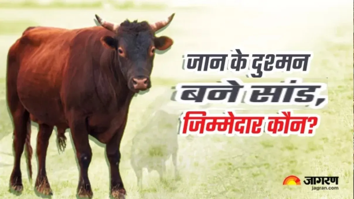 बलिया के पनीचा गाँव में कपड़े सुखाते वृद्ध पर सांड ने हमला किया, अस्पताल में इलाज जारी