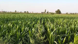 संभल के खिरनी में इसी भूमि पर बनेगा औद्योगिक गलियारा। जागरण