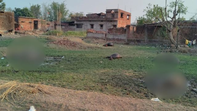 जहरीली सूडान घास खाने से 5 भैंसों की मौत, चतरा में परिवार ने की मुआवजे की मांग
