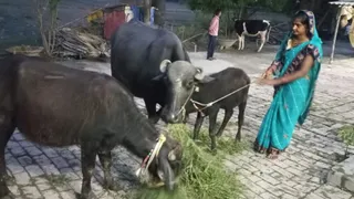 भैंस को चार खिलाती जीविका दीदी संगीता देवी। (जागरण)