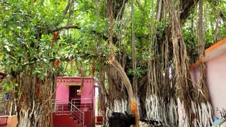 संत दयापुरी बाबा के स्थान के पास खड़ा है इतिहास का साक्षी यह विशाल वटवृक्ष। जागरण