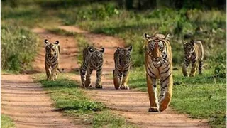 अभयारण्य में बाघ (प्रतीकात्मक चित्र)