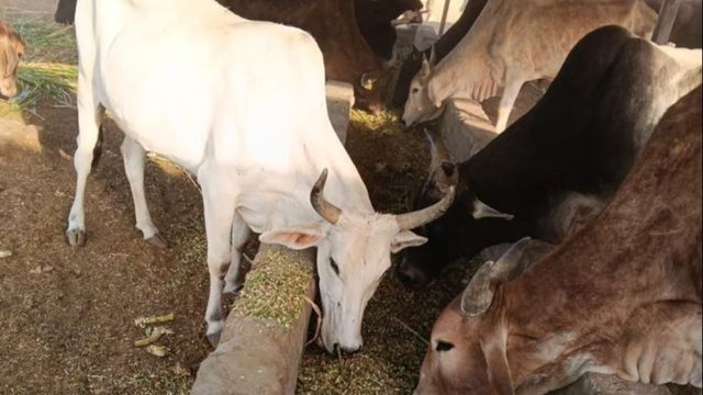 गायों के लिए भूसे का इंतजाम न कर पाना पड़ा भारी, हाथरस में ग्राम विकास अधिकारी किए गए निलंबित