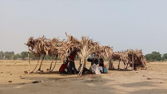 अरवल में नीरा योजना फेल, रोक के बावजूद धड़ल्ले से बिक रही ताड़ी; लाइसेंस लेकर दोहरा लाभ कमा रहे टैपर
