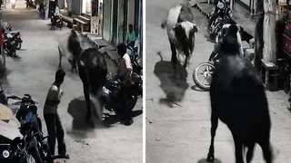 दो सांड़ की जंग का मैदान बना बाजार (वीडियो ग्रैब)