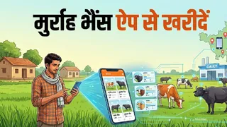 हरियाणा में ऐप से तलाश सकेंगे पसंद की गाय-भैंस, हर पशु का बनेगा डिजिटल ...