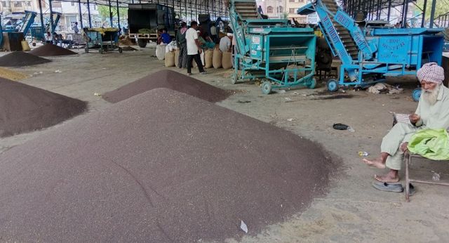 फतेहाबाद में टैक्स चोरी का बड़ा खेल, 5% GST और 1 प्रतिशत मार्केट फीस बचाने के लिए सरसों की 'उंचती' खरीद
