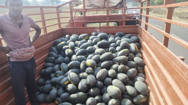 लोहरदगा में तरबूज से किसान मालामाल, 50 एकड़ में खेती; ₹1200 क्विंटल तक मिल रहा दाम
