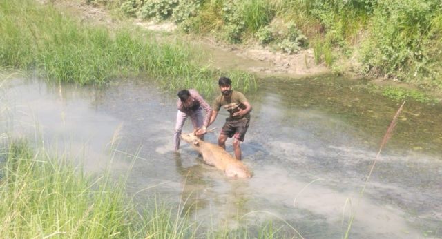 सिद्धार्थनगर में कुत्तों के झुंड से घिरा हिरण, चरवाहों की सूझबूझ से बची जान