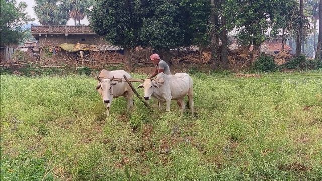 रोहिणी नक्षत्र में धान की बुआई की तैयारी तेज, खेतों को संवारने में जुटे नवादा के किसान
