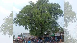 इमली पेड़ के नीचे खड़े लोग।