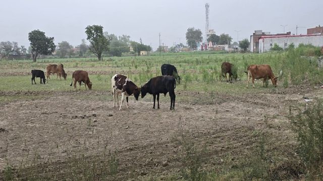 बागपत में बेसहारा गोवंशियों से किसान परेशान, रातभर करनी पड़ रही खेतों की रखवाली 
