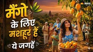 आम के लिए मशहूर हैं भारत की ये जगहें (AI Generated Image)