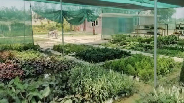 हरियाणा में अब बिना QR टैग के पौधे नहीं बेच सकेंगे नर्सरी संचालक, बागवानी विभाग ने जारी किए सख्त निर्देश
