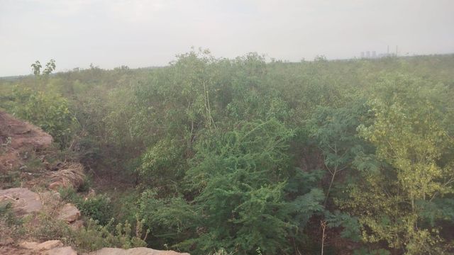 यूपी का ऐसा गांव, जहां ग्रामीणों ने बना दिया 20 बीघे का हरा-भरा जंगल; लगाए 16 प्रजातियों के 2 लाख पौधे
