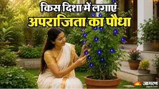 किस दिशा में लगाएं अपराजिता का पौधा? (AI-Generated Image)