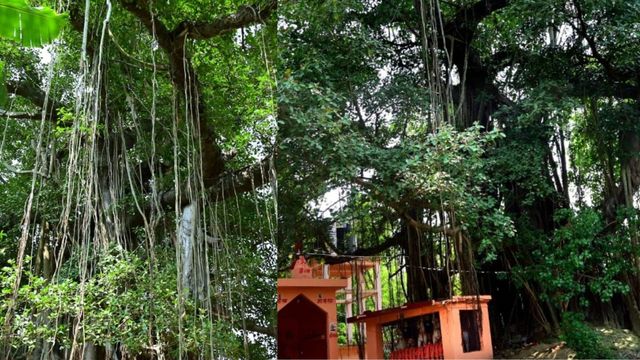 दरभंगा में 700 साल पुराना बरगद, आस्था का प्रतीक, जटाओं ने लिख दी अमर होने की दास्तान
