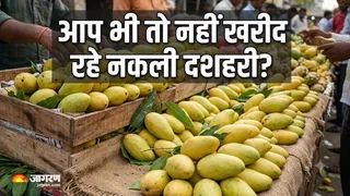 असली मलीहाबादी दशहरी आम की पहचान कैसे करें? (Image Source: AI-Generated)