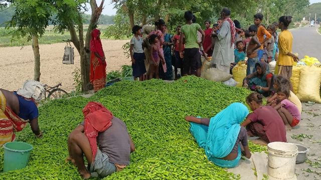 मधेपुरा में किसानों के लिए कड़वी साबित हो रहीं हरी मिर्च की खेती, भाव नहीं मिलने से लागत निकालना मुश्किल
