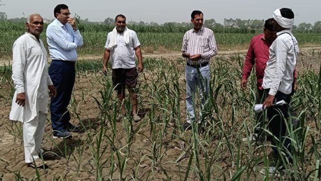 गन्ना फसल में टाॅप बोरर व तना बेधक कीट का असर, कृषि विशेषज्ञों की सलाह पर ही कीटनाशकों का इस्तेमाल करें किसान
