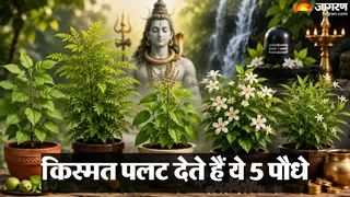 सुख-समृद्धि और खुशहाली का प्रतीक हैं ये पौधे (AI-Generated Image)