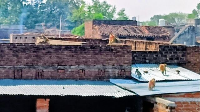 बांदा में बंदरों का आतंक: जिले में नहीं बंदर पकड़ने के साधन, मथुरा की टीम लेती 50 हजार रुपये

