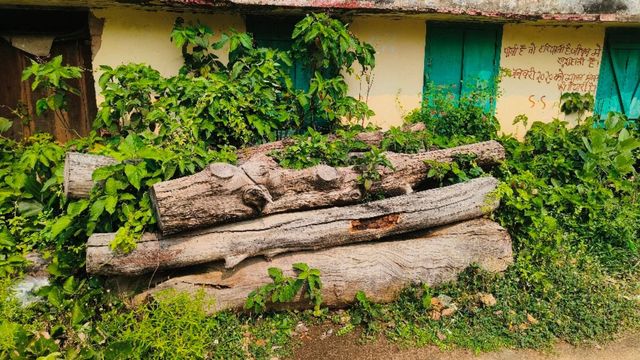 बांका में सरकारी शीशम की लकड़ियों की बर्बादी: लाखों का नुकसान, जिम्मेदार कौन?
