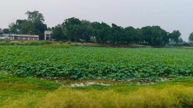 भोजपुर को CM सम्राट चौधरी देंगे बड़ी सौगात; 31 करोड़ रुपये से बनेगा एक्वा पार्क, बिहार में मछली उत्पादन की नई उड़ान
