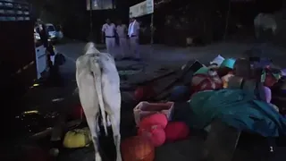 नूंह के बाडी कोठी के पास पुलिस और गो-तस्करों के बीच मुठभेड़ हुई। जागरण