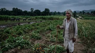 मानव-पशु संघर्ष से भारत का कृषि भूगोल बदल रहा है। इमेज एआई