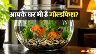 क्या गोल्ड फिश घर में लाती है खुशहाली? (AI-Generated Image)