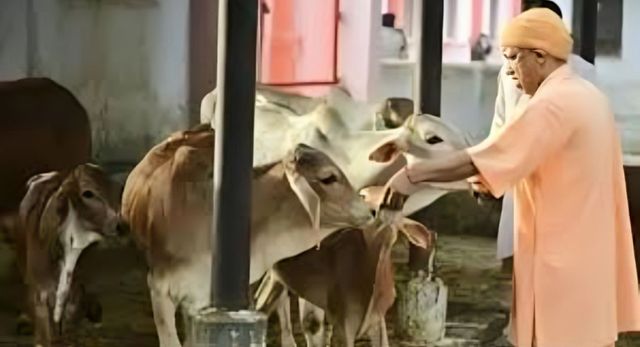 यूपी : पशुपालकों के लिए सुनहरा मौका, स्वदेशी गाय पालने पर मिलेगी 80000 की सब्सिडी; इन जिलों के लोगों को होगा फायदा
