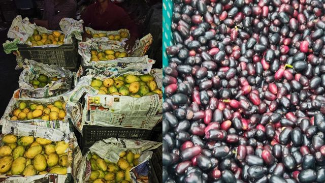 बिहार में घुल रही साहिबगंज के आम की मिठास, असम-सिलीगुड़ी तक जा रहा यहां का जामुन
