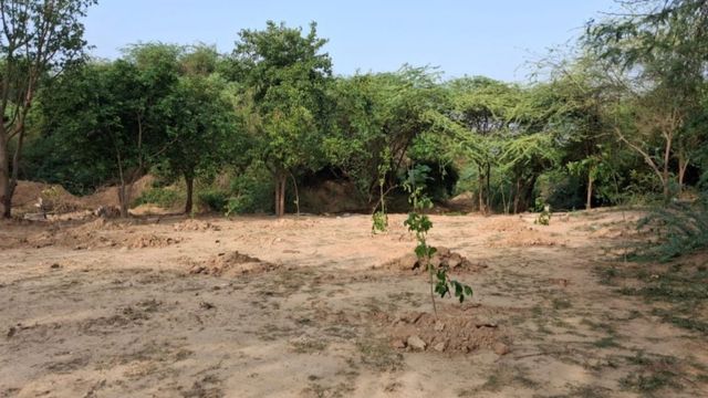 इटावा में हटाई गई मोहम्मद गाेरी के सेनापति की अवैध मजार, वन विभाग ने लगाए एक हजार पौधे

