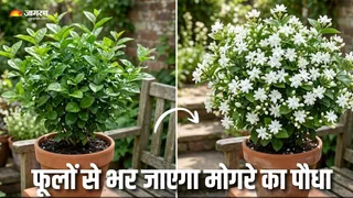 मोगरे के पौधे में नहीं आ रहे फूल? (AI Generated Image)