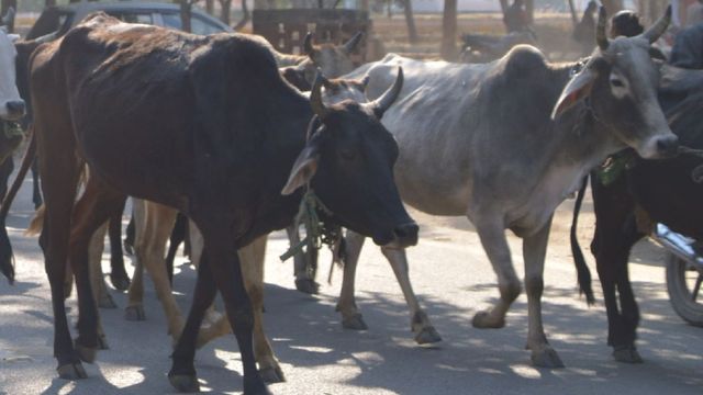 गोपालन को बढ़ावा: उन्नत नस्ल की गायों पर पाएं 80 हजार रुपये का सरकारी अनुदान, 10 जुलाई तक करें आवेदन